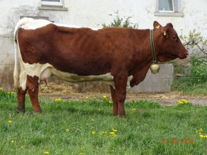 Zuchtkuh Kuh Baerenhof Bärenhof Pinzgauer