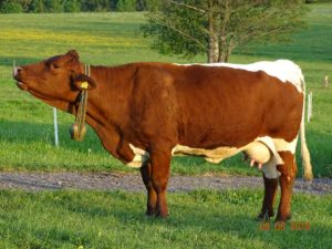 Zuchtkuh Pinzgauer Rind Kuh Bärenhof Baerenhof