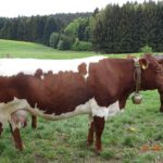 kuh pinzgauer bärenhof baerenhof kuh rind