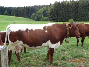 kuh pinzgauer bärenhof baerenhof kuh rind